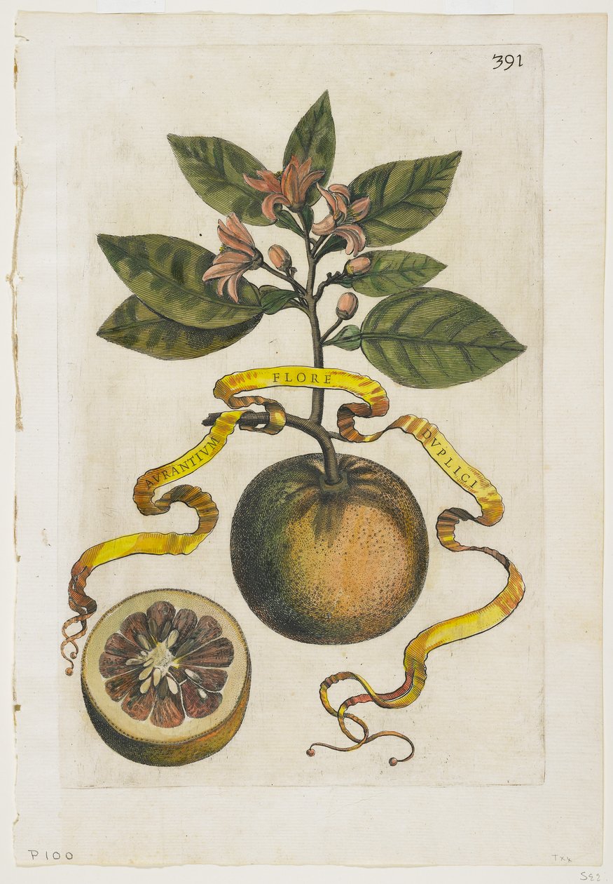 Aurantium Double Flore, fra Hesperides, 1646 af Giovanni Battista Ferrari