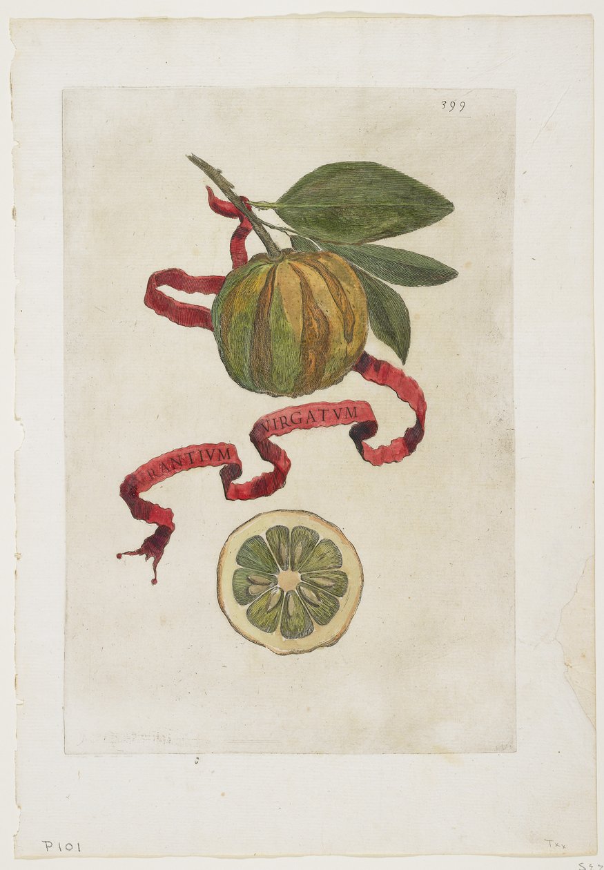 Aurantium Virgatum, fra Hesperides, 1646 af Giovanni Battista Ferrari