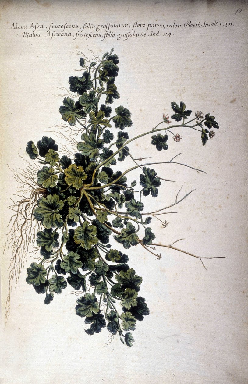 Alcea Afra - I ""Praktisk botanisk historie, eller nomenklaturen, beskrivelsen og dyderne af planter, som hører til brugen af ​​Middelhavet..." af Giovanni Battista Morandi (? - 1761) af Giovanni Battista Morandi