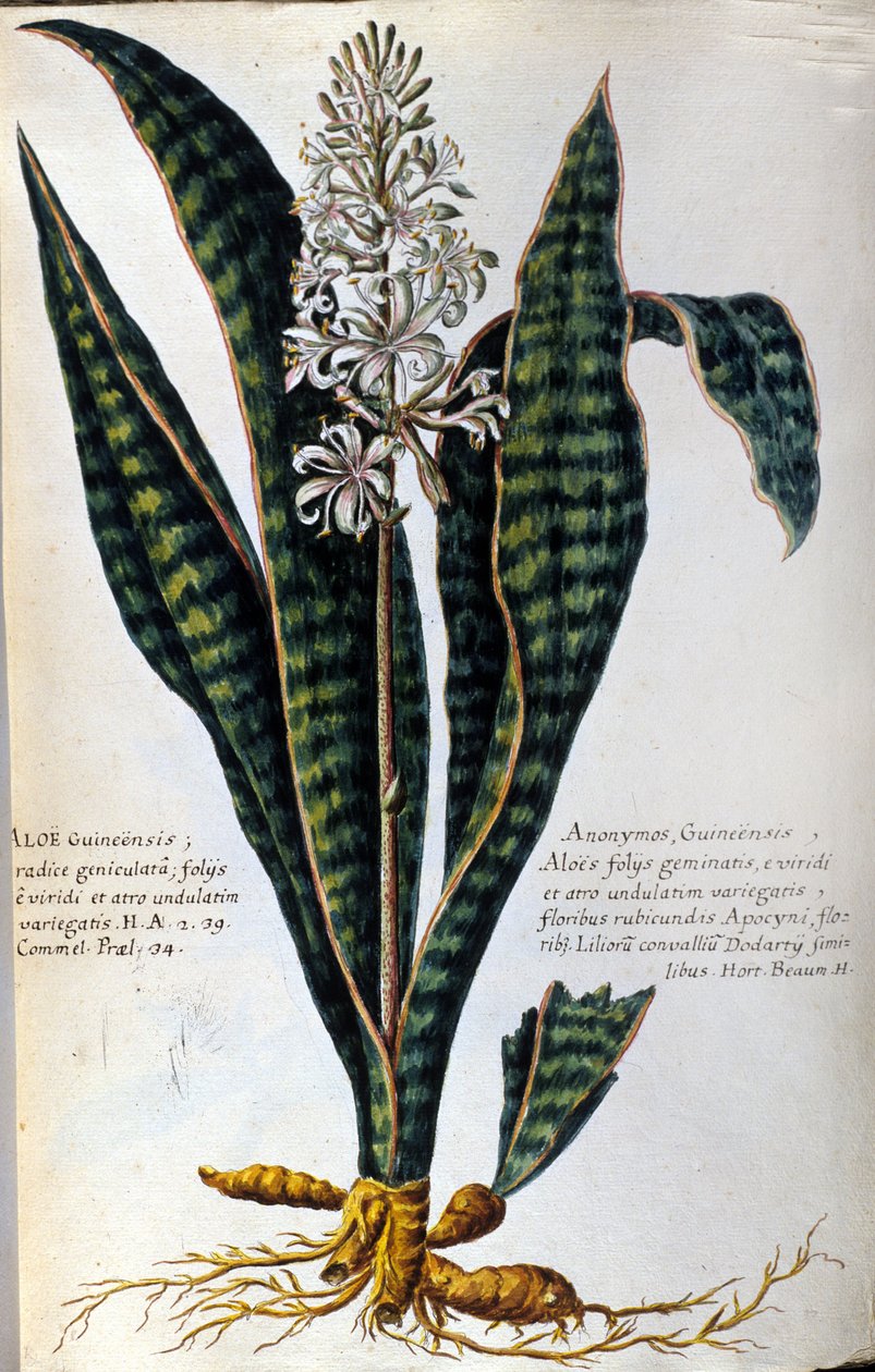Aloe. Lægeplanter. Gravering - i "Praktisk botanisk historie, eller planters nomenklatur, beskrivelse og dyder, som hører til medicinbrug..." af Giovanni Battista Morandi
