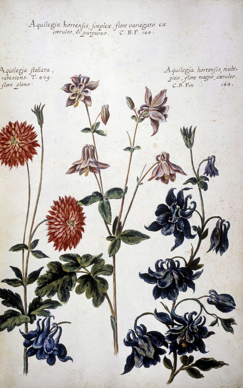 Botanisk tavle: tre slags Ancolies (Aquilegia) - I ""Praktisk botanisk historie, eller planter, der er relevante for brugen af ​​medier, nomenklatur, beskrivelse og dyder..."" af Giovanni Battista Morandi (? - 1761) af Giovanni Battista Morandi