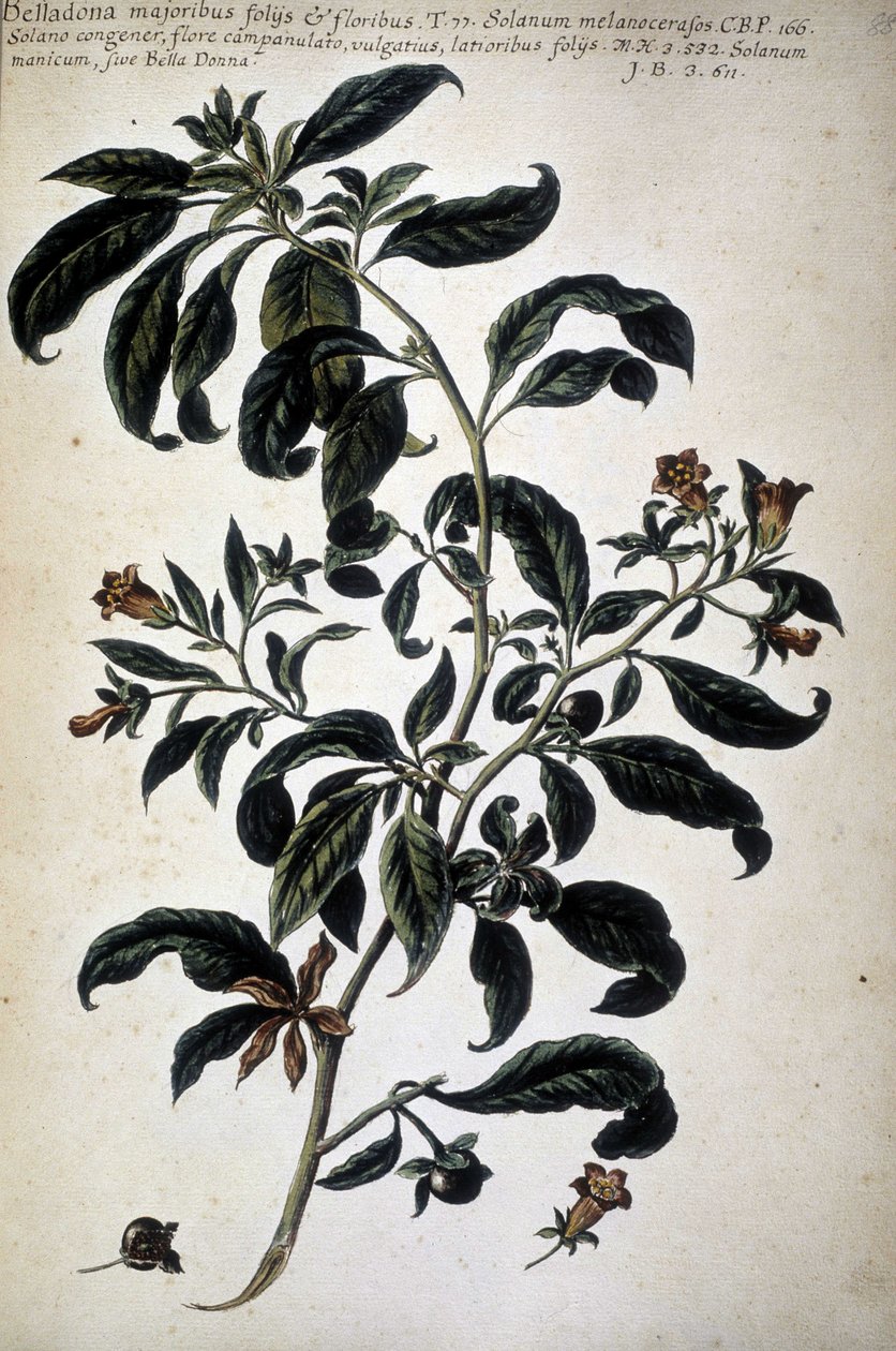 Botanisk kort: Belladona (Belladona Majoribus Folys) - I ""Praktisk botanisk historie, eller planter, der er relevante for brugen af ​​medier, nomenklatur, beskrivelse og dyder..."" af Giovanni Battista Morandi (? - 1761) af Giovanni Battista Morandi