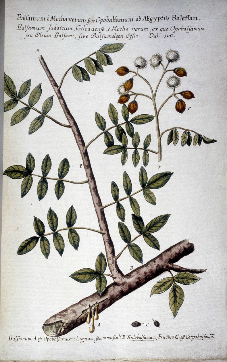 Opobalsamum (gren med seve) - I ""Praktisk botanisk historie, eller planter, der er relevante for brugen af ​​medicin, nomenklatur, beskrivelse og dyder..."" af Giovanni Battista Morandi (? - 1761) af Giovanni Battista Morandi