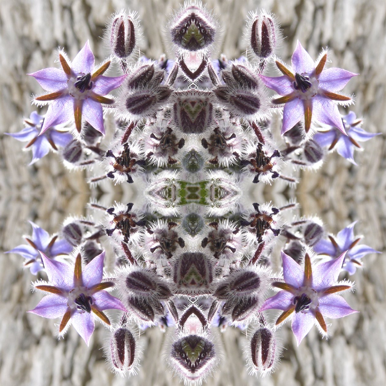 Unaturlig 159 (digitalt manipuleret foto) af Giovanni Cafagna