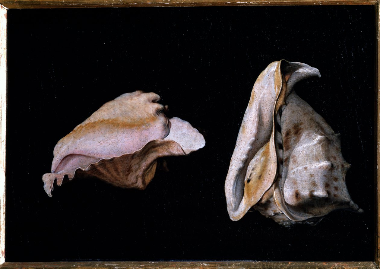To skaller (stilleben med havskaller) Maleri af Filippo Napoletano (1587-1629) 1618 Dim 39x56 cm Firenze, palazzo Pitti af Giovanni Girolamo Savoldo