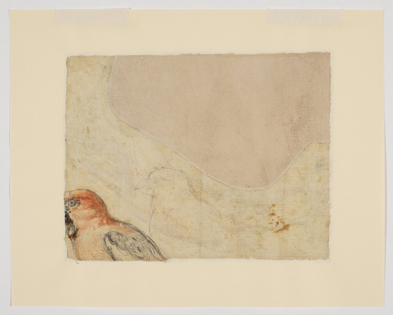 Fuglestudie, verso (kridt på papir) af Giovanni da Udine (after)