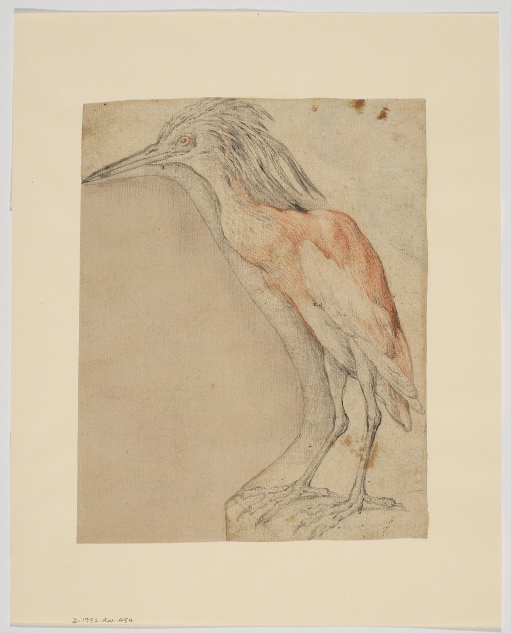Heron, recto (kridt på papir) af Giovanni da Udine (after)