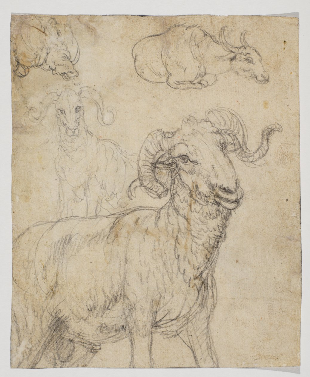 Vædder og bøfler, verso (kridt- og akvareltegning) af Giovanni da Udine (after)