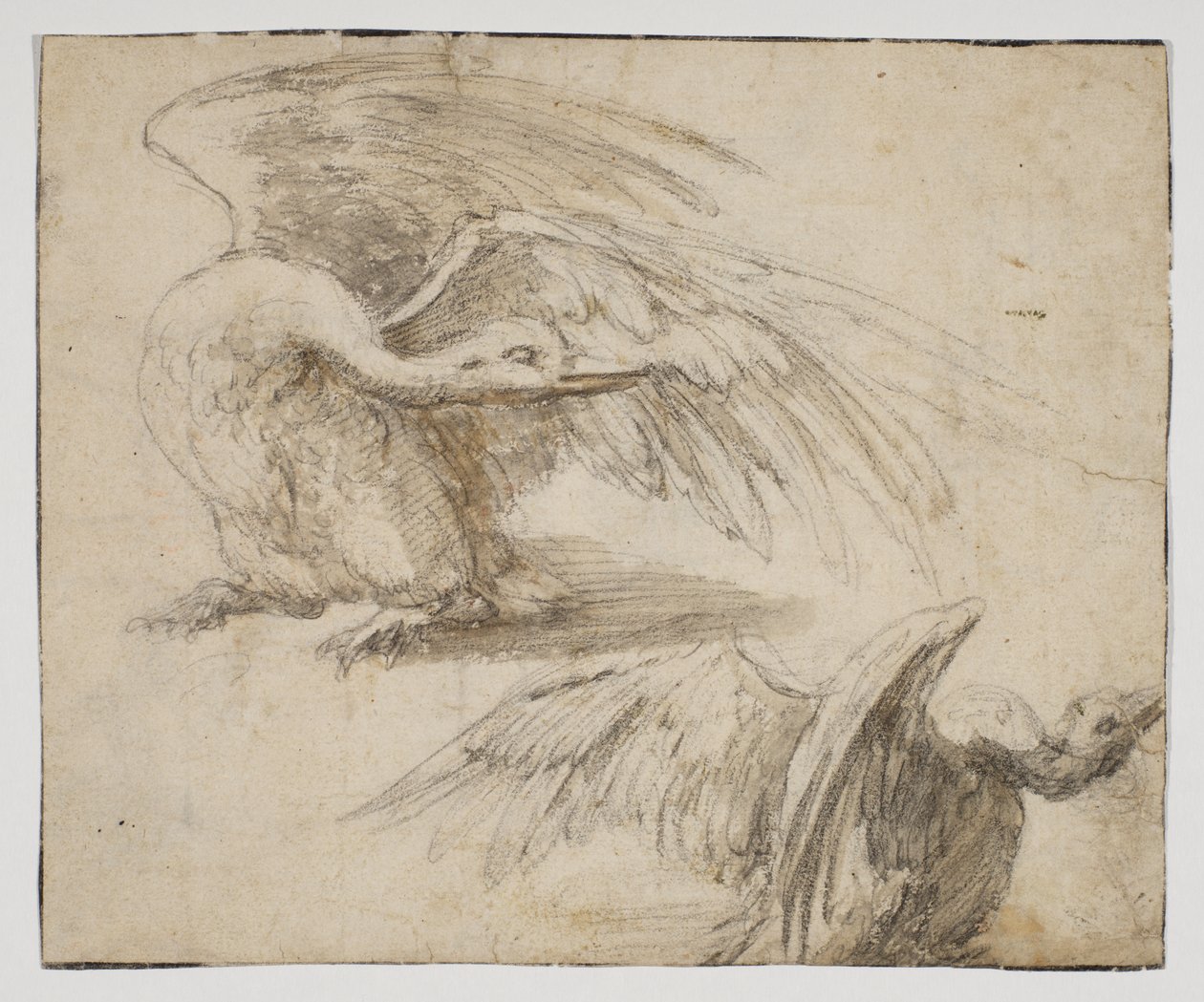 To svaner, recto (kridt- og akvareltegning) af Giovanni da Udine (after)