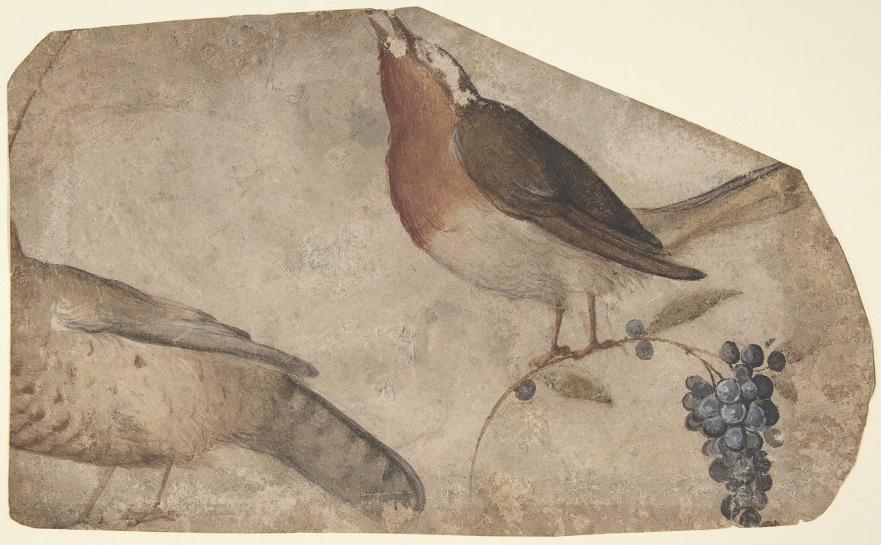 Fuglespisende druer recto, Tigress verso, 1487-1564. af Giovanni da Udine