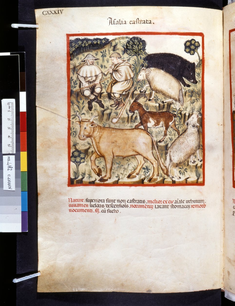 Theatrum sanitatis af Ububchasym de Baldach: 