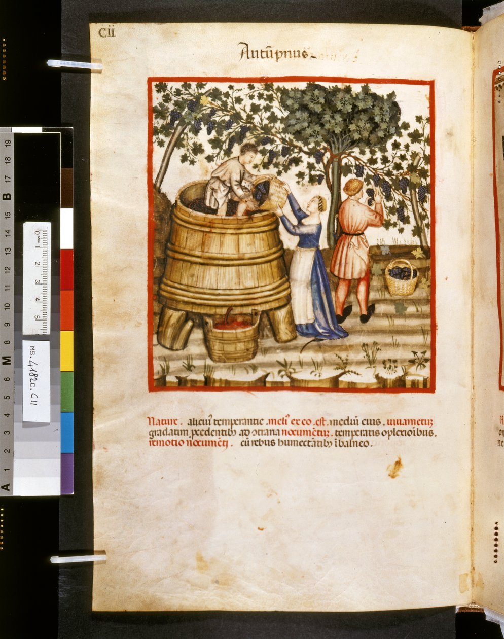 Theatrum sanitatis af Ububchasym de Baldach: 