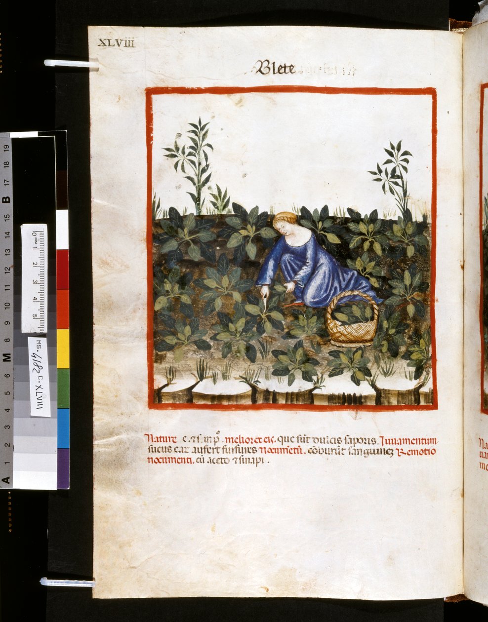 Theatrum sanitatis af Ububchasym de Baldach: 