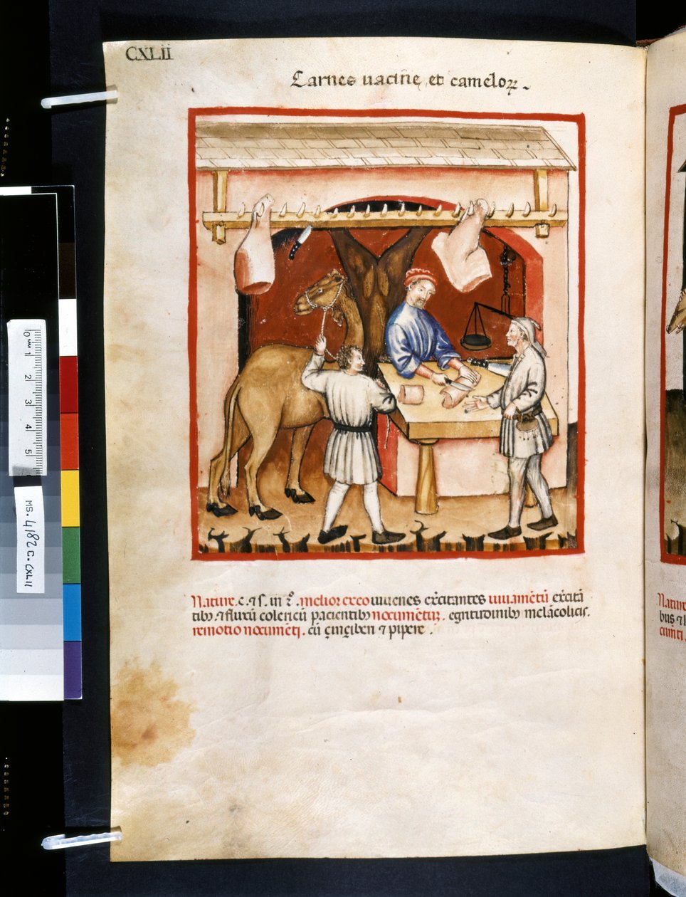 Theatrum sanitatis af Ububchasym de Baldach: "Carnes Va cinae et Camelorum", første årti af det 14. århundrede (miniature) af Giovannino de