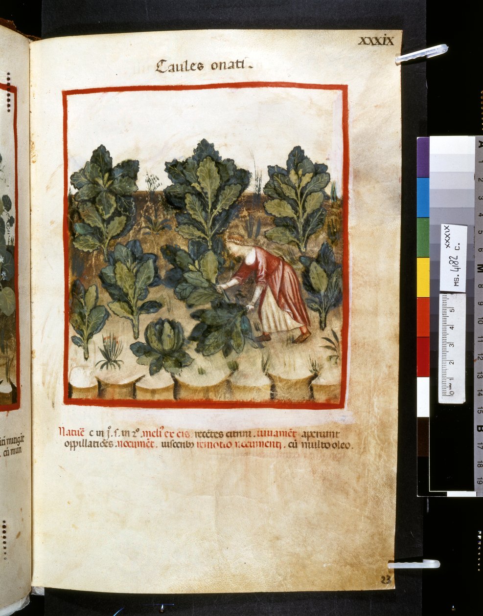 Theatrum sanitatis af Ububchasym de Baldach: 
