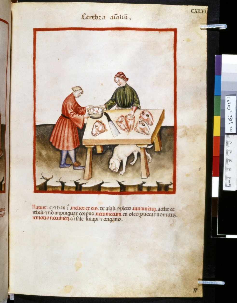 Theatrum sanitatis af Ububchasym de Baldach: Cerebra Animalium