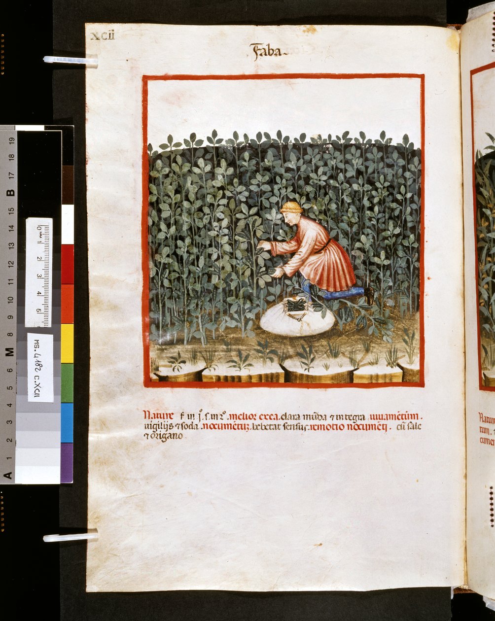 Theatrum sanitatis af Ububchasym de Baldach: 