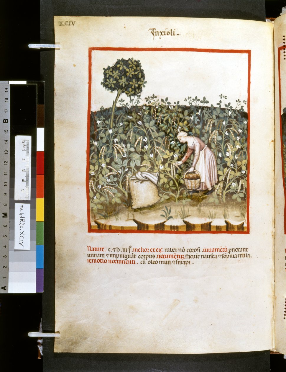 Theatrum sanitatis af Ububchasym de Baldach: 