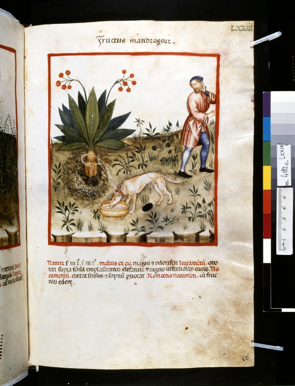 Theatrum sanitatis af Ububchasym de Baldach: 