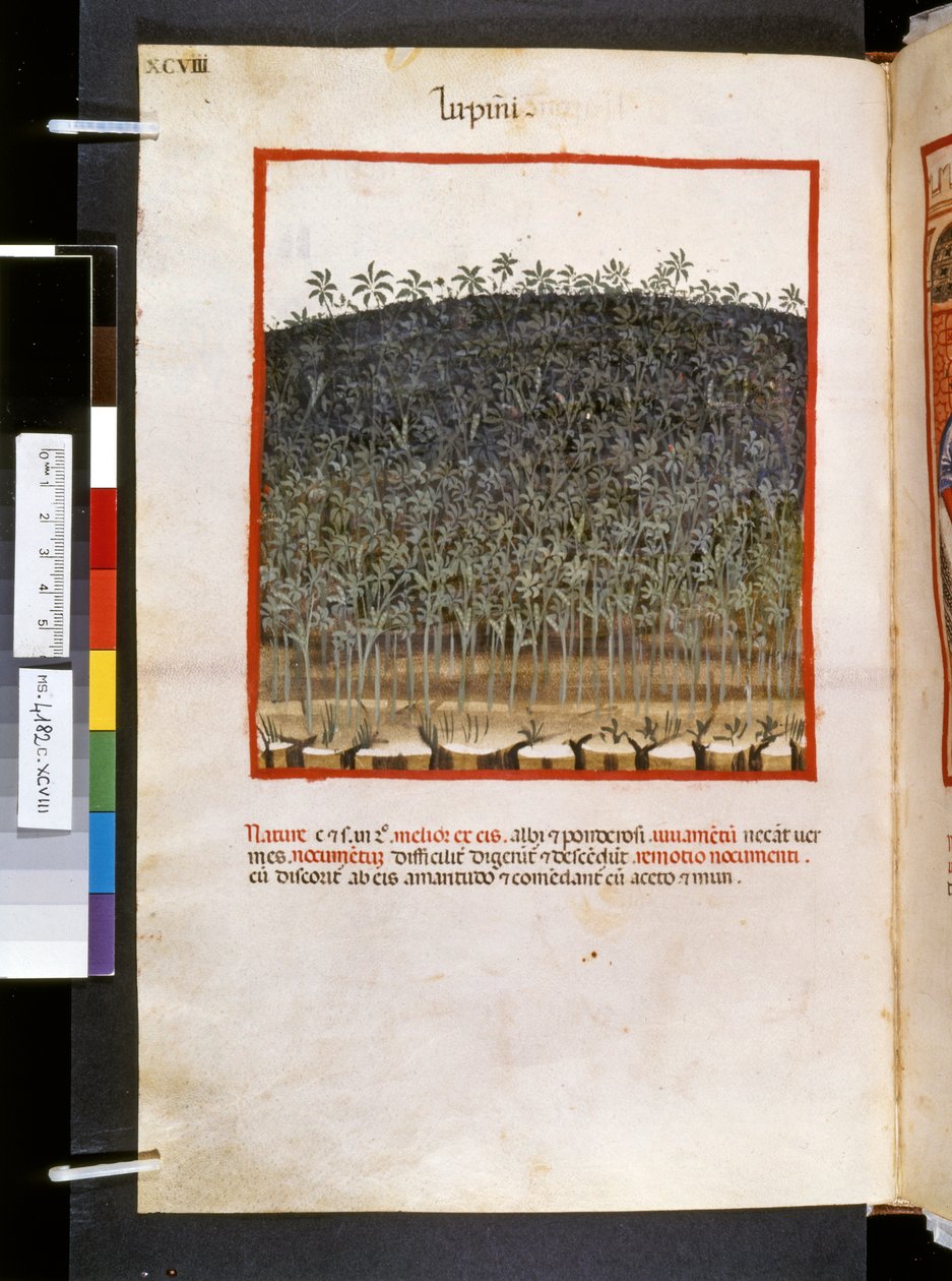 Theatrum sanitatis af Ububchasym de Baldach: 