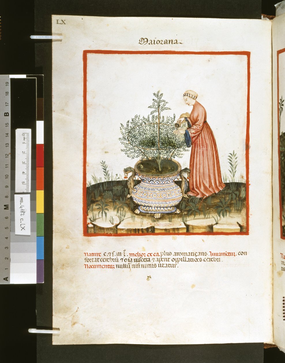 Theatrum sanitatis af Ububchasym de Baldach :