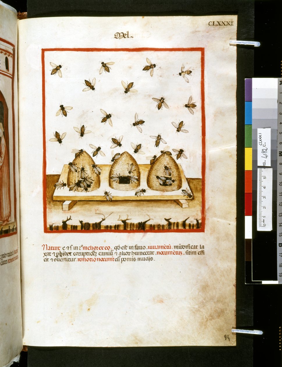 Theatrum sanitatis af Ububchasym de Baldach: 