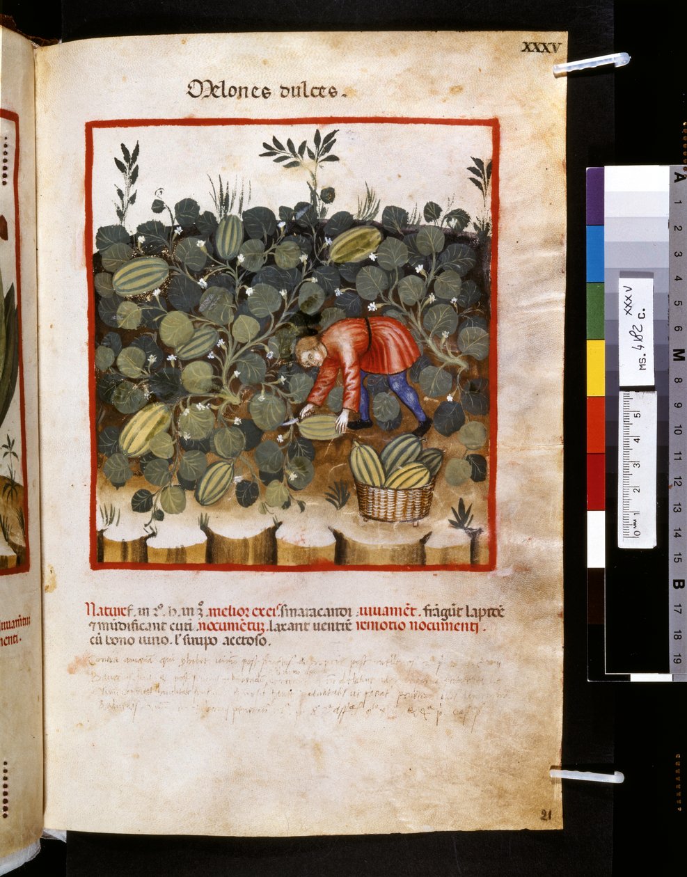 Theatrum sanitatis af Ububchasym de Baldach: "Melones Dulces", første årti af det 14. århundrede (miniature) af Giovannino de
