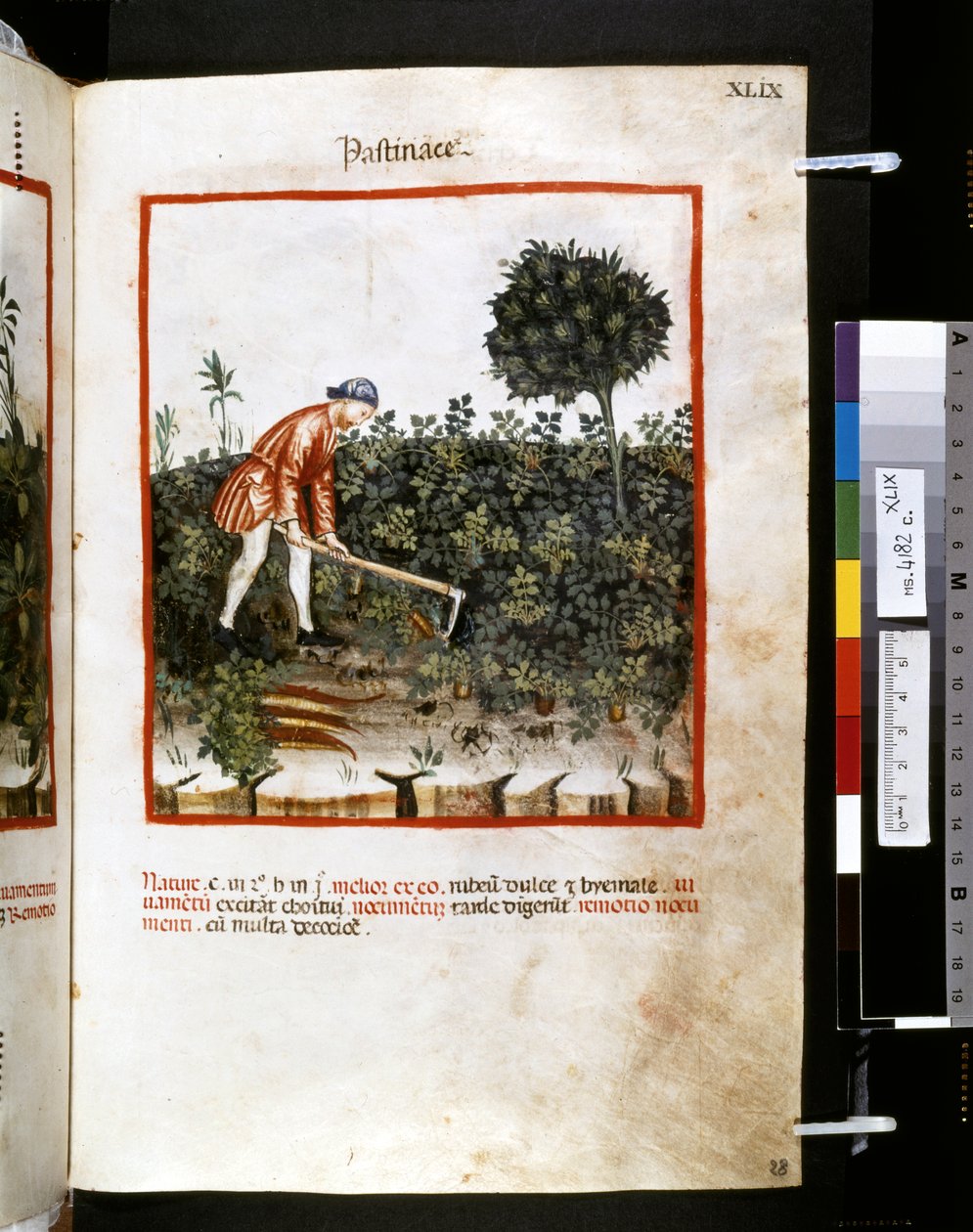 Theatrum sanitatis af Ububchasym de Baldach: "Pastinace", første årti af det 14. århundrede (miniature) af Giovannino de