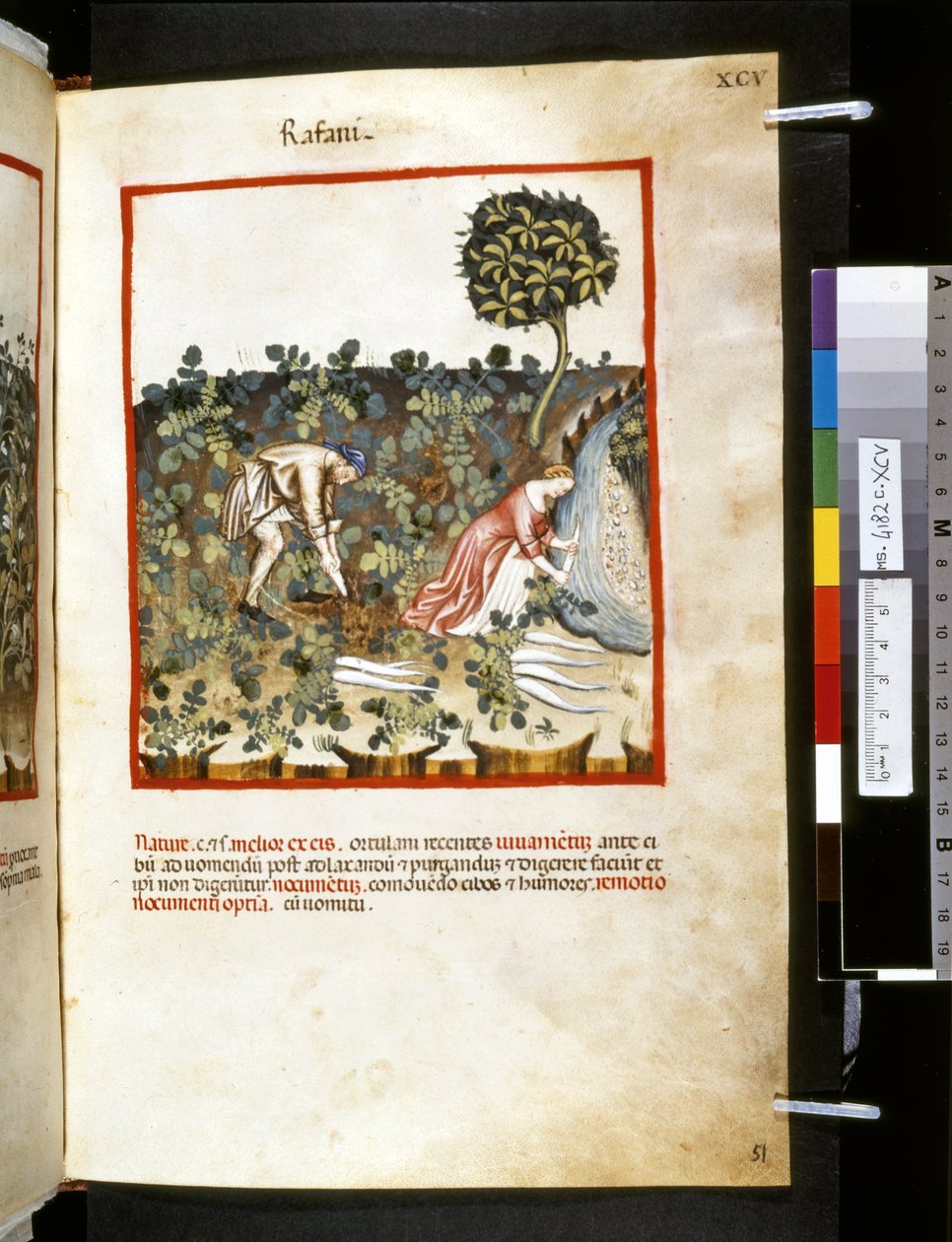 Theatrum sanitatis af Ububchasym de Baldach :
