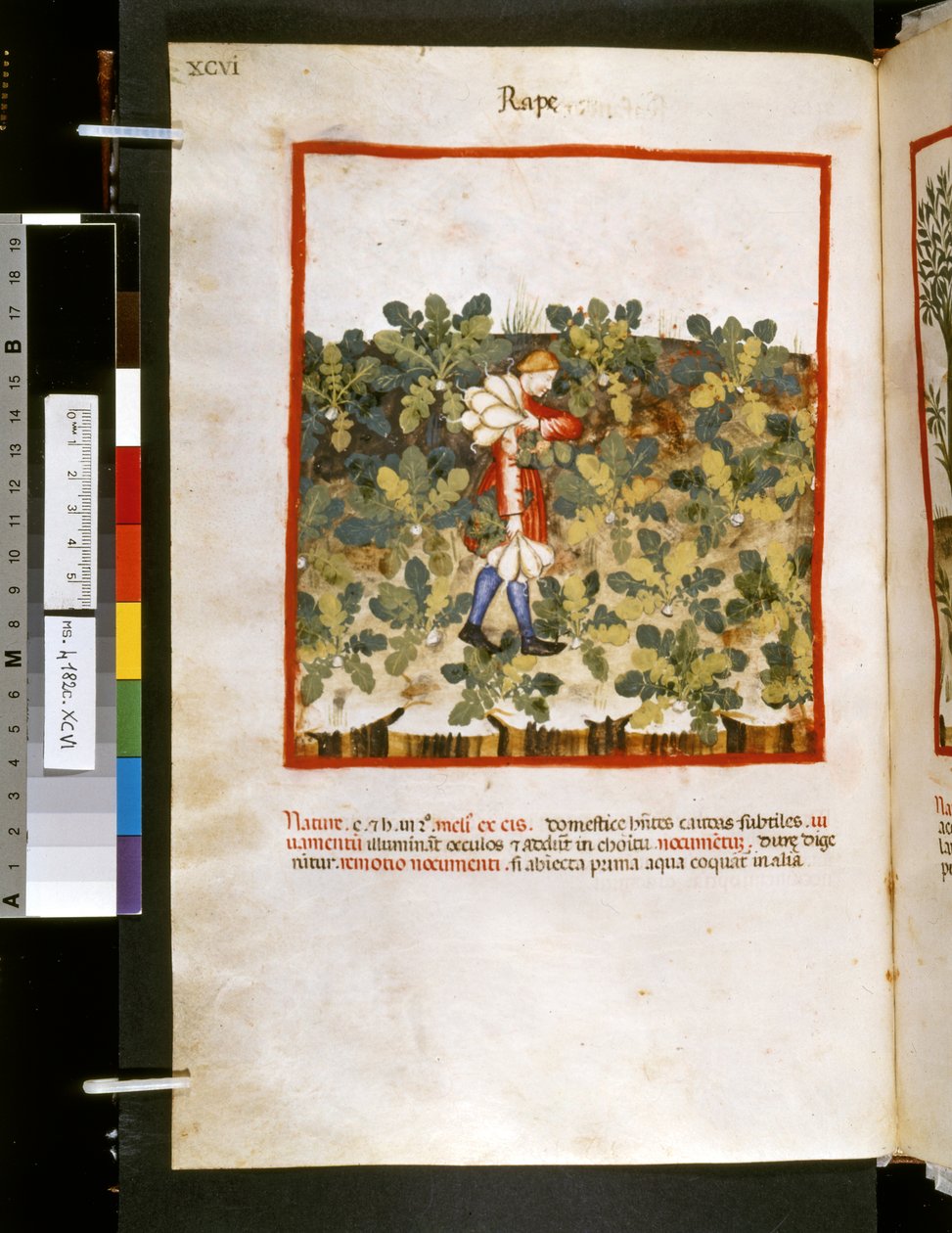 Theatrum sanitatis af Ububchasym de Baldach: "Voldtægt", første årti af det 14. århundrede (miniature) af Giovannino de