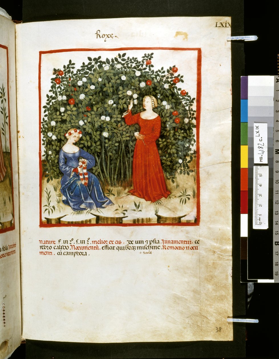 Theatrum sanitatis af Ububchasym de Baldach: 