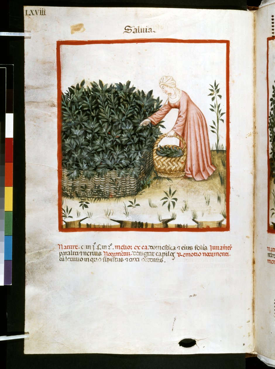 Theatrum sanitatis af Ububchasym de Baldach: 