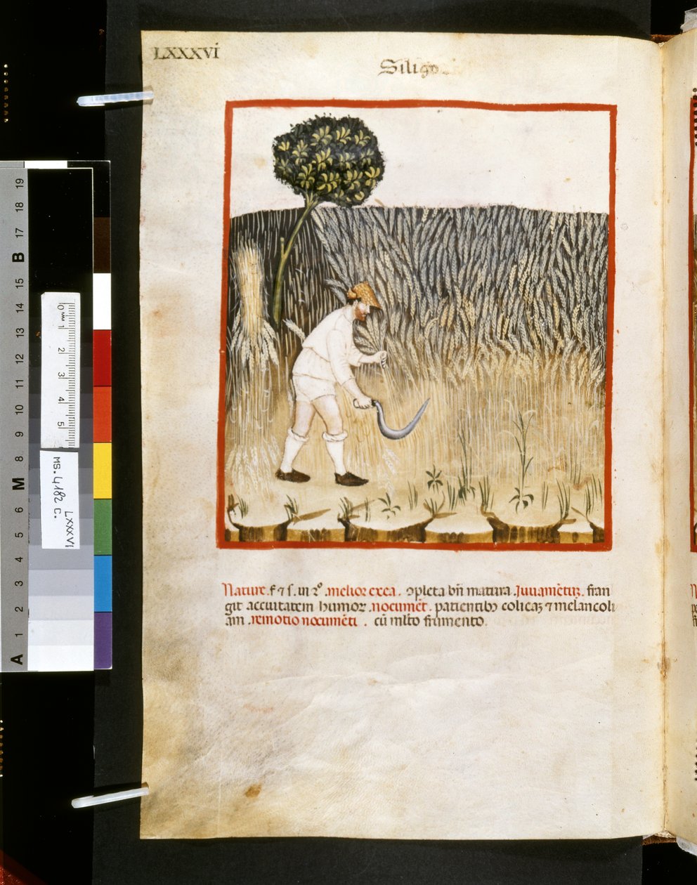 Theatrum sanitatis af Ububchasym de Baldach: 