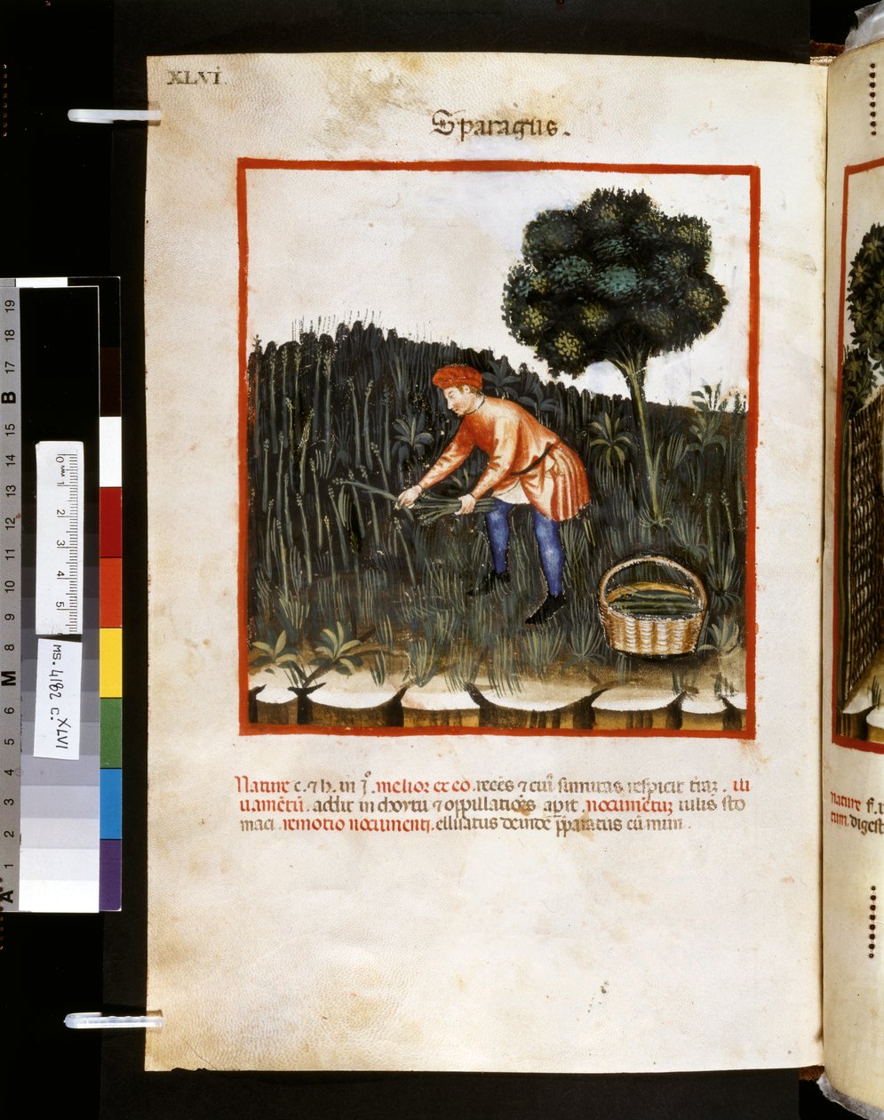 Theatrum sanitatis af Ububchasym de Baldach: 