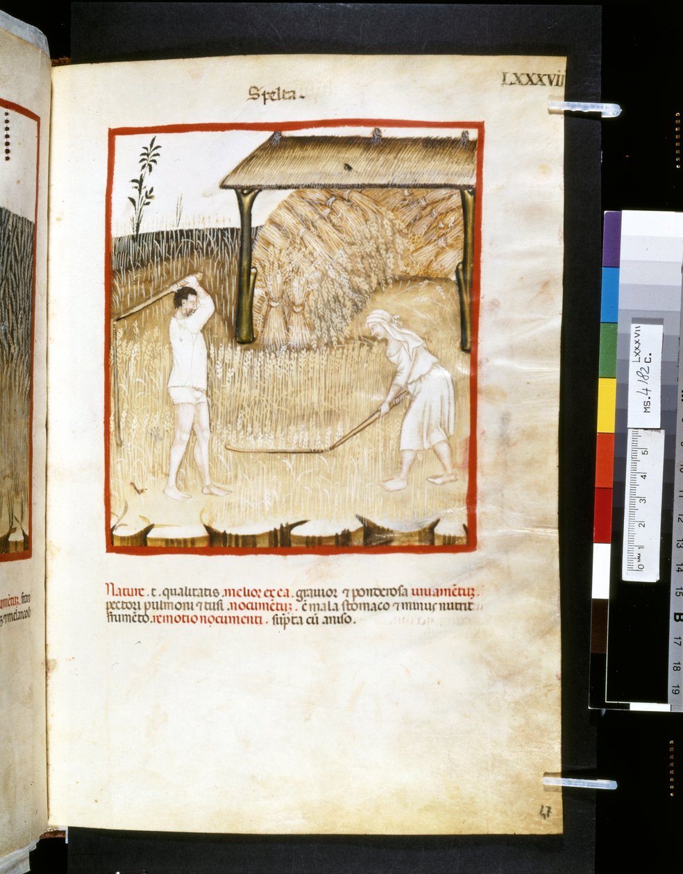 Theatrum sanitatis af Ububchasym de Baldach: 