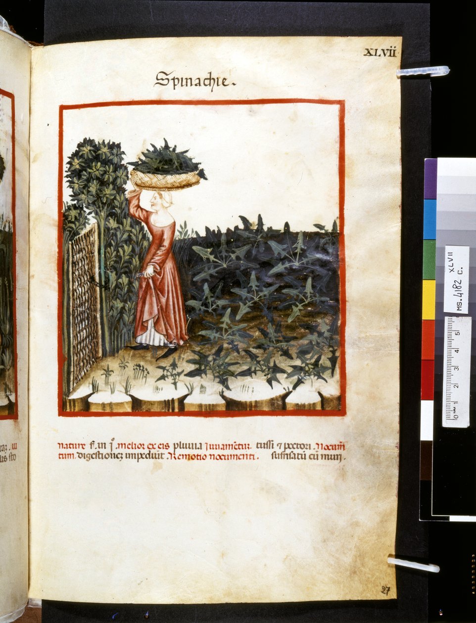 Theatrum sanitatis af Ububchasym de Baldach: 
