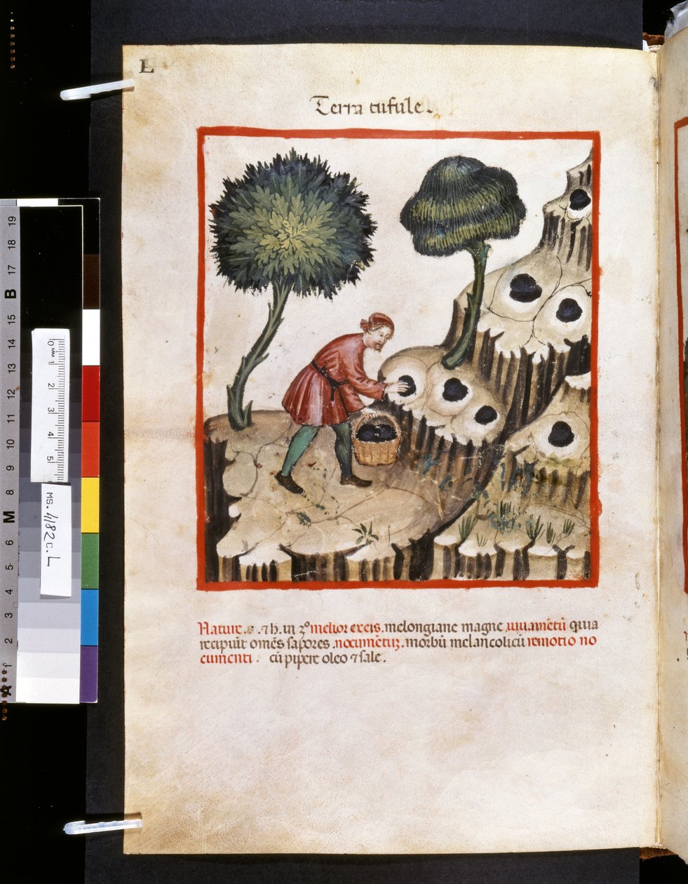 Theatrum sanitatis af Ububchasym de Baldach: "Terra Tufule", første årti af det 14. århundrede (miniature) af Giovannino de