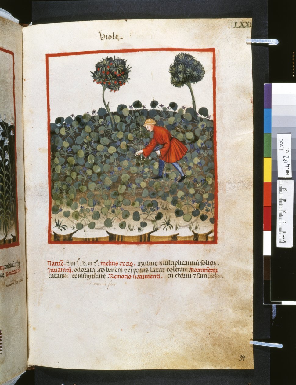 Theatrum sanitatis af Ububchasym de Baldach: 