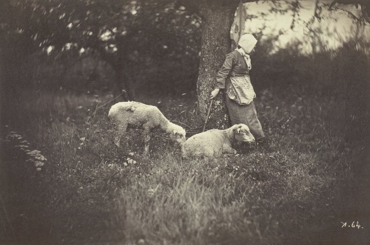 Hyrdinde, der læner sig op ad et træ, med to får, 1870. af Giraudon