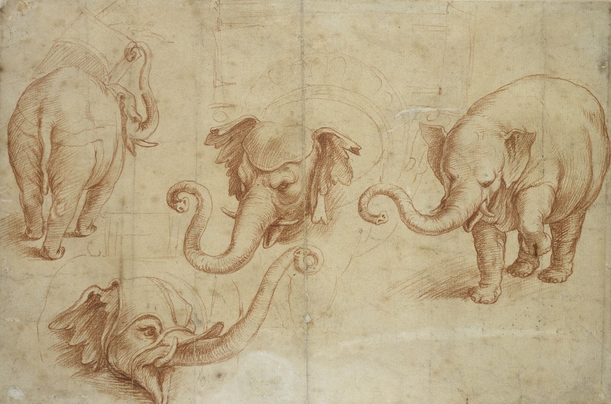 Fire undersøgelser af en elefant (rødt kridt på blegt brunt papir) af Giulio Romano