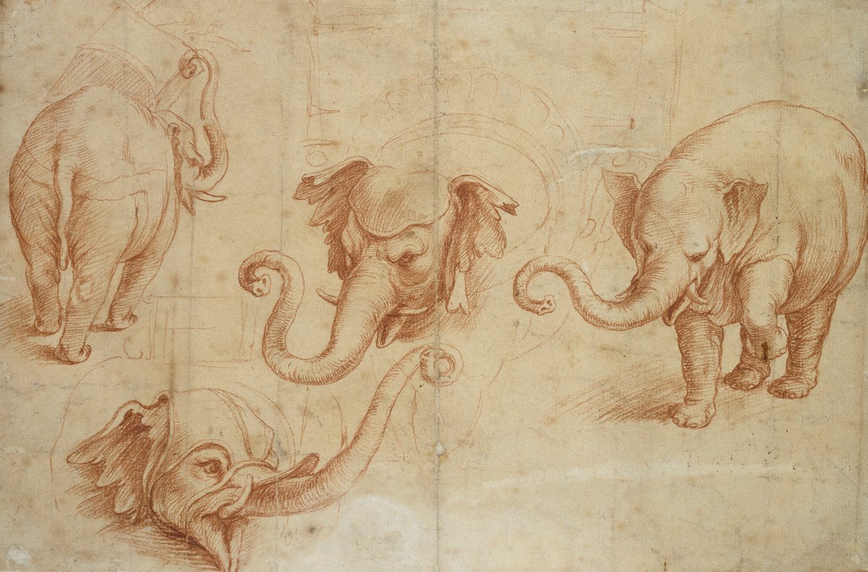 Fire studier af en elefant, begyndelsen af det 16. århundrede af Giulio Romano