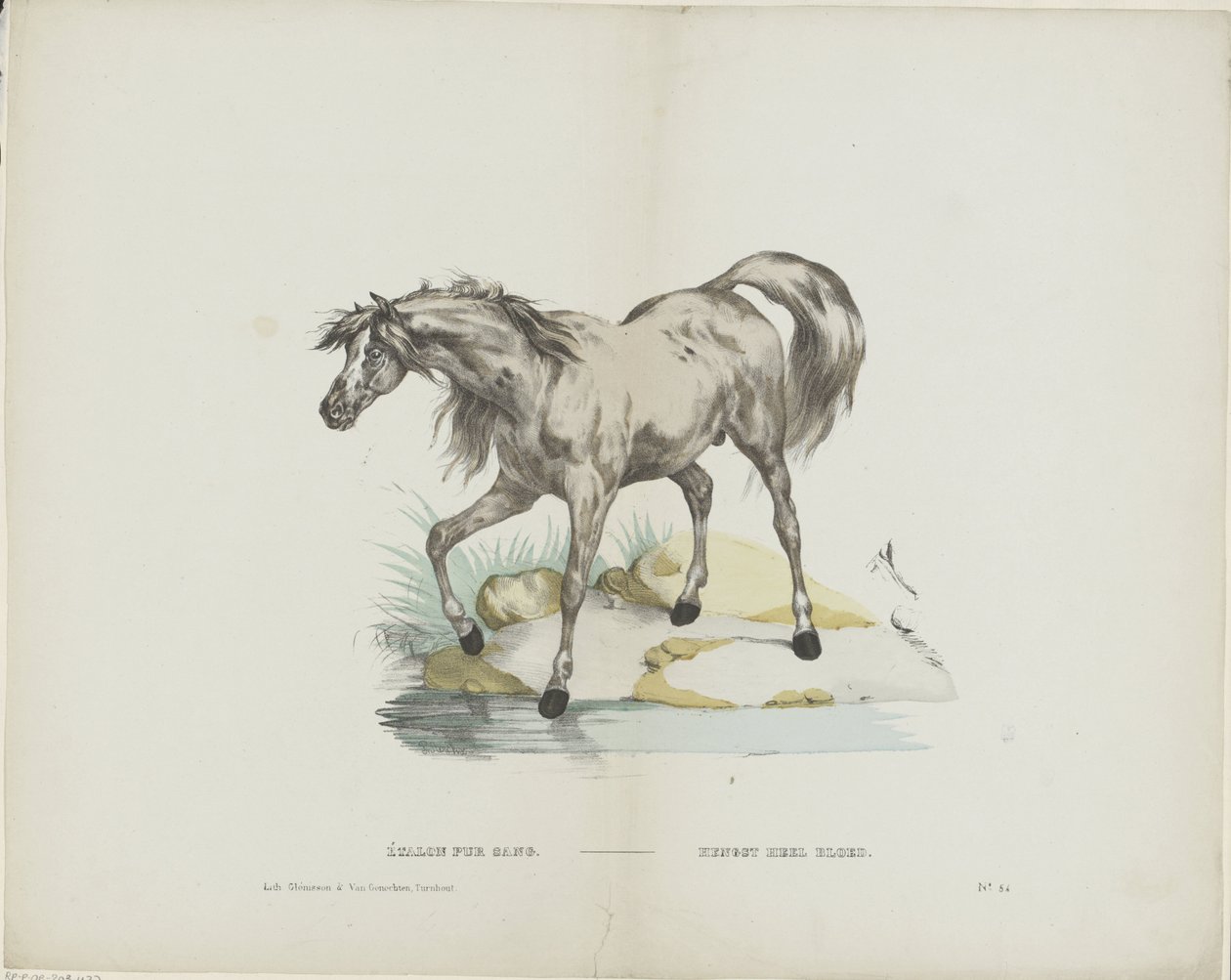 Étalon pur sang / Hingste fuldblod (titel på objekt) af Glenisson and Van Genechten