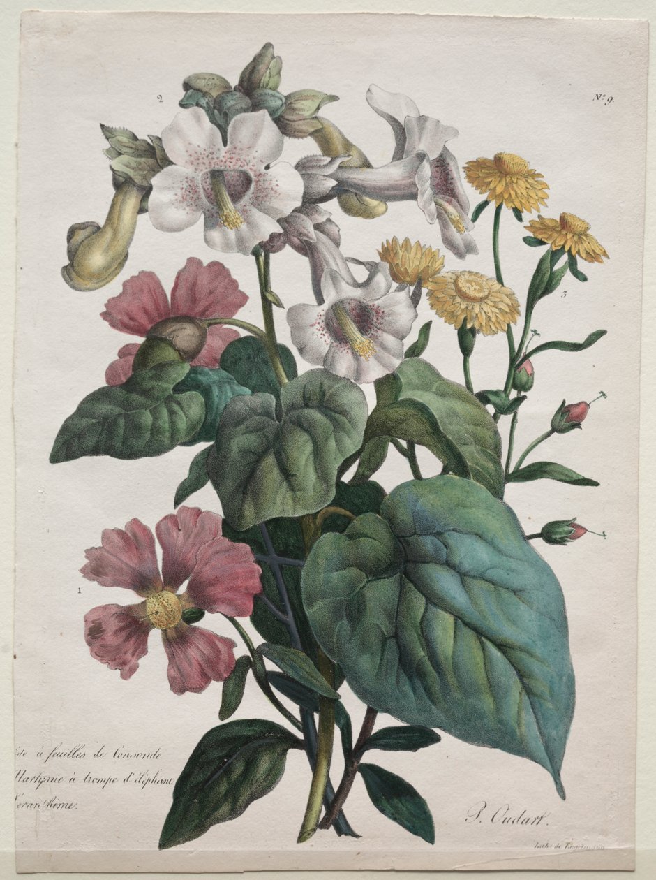 Naturhistorielektion, der indeholder dyrerigets vigtigste arter, klassificeret metodisk: Martynia eller Unicorn Plant af Godefroy Engelmann