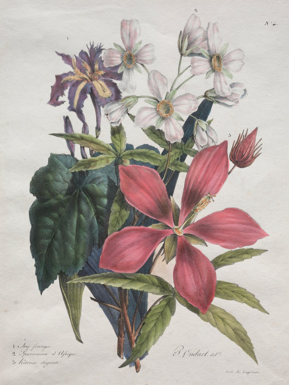Naturhistorisk kursus, der indeholder dyrerigets vigtigste arter, klassificeret metodisk: Iris, afrikansk hamp og Ketmia af Godefroy Engelmann