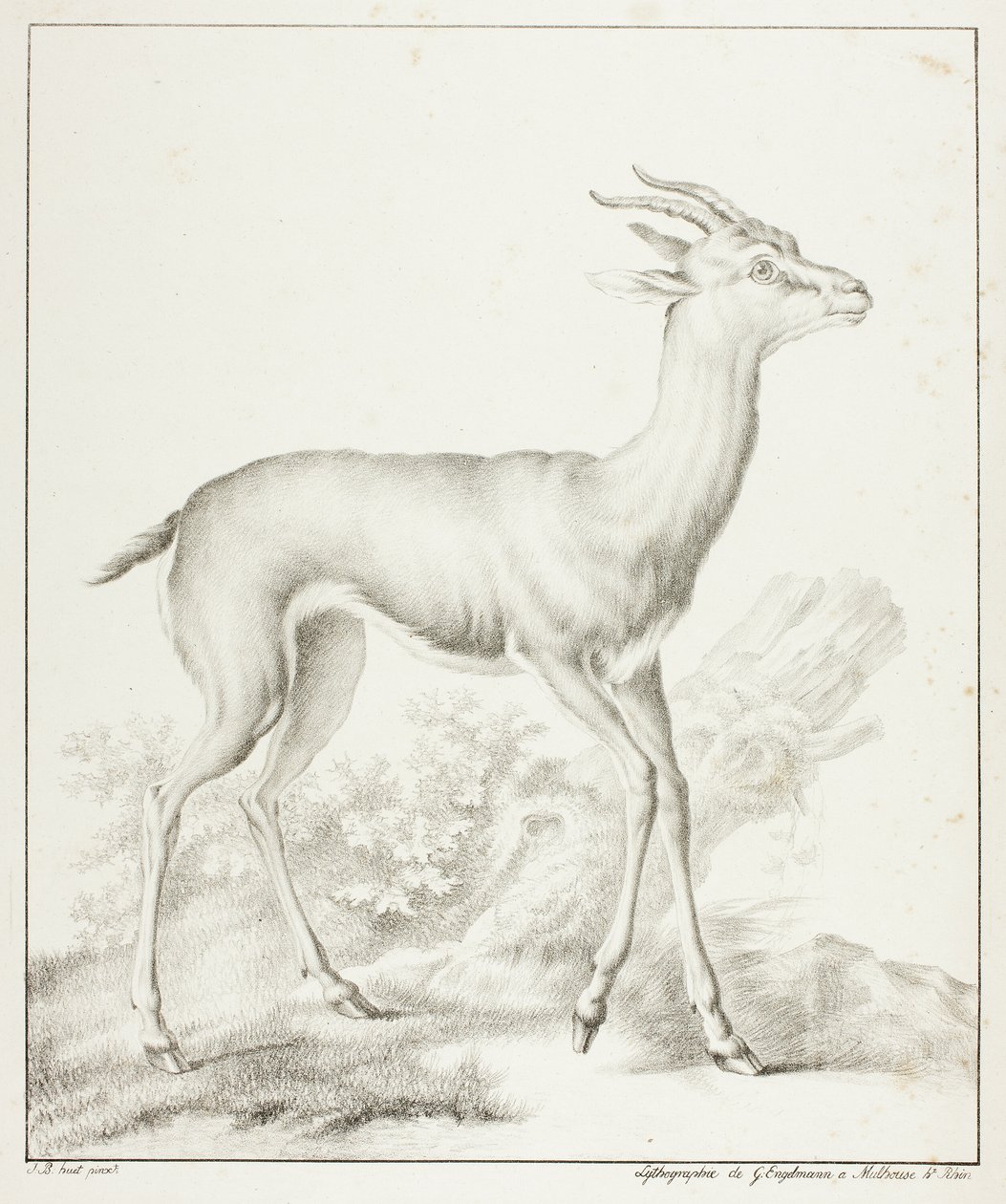 Antilope af Gottfried Engelmann