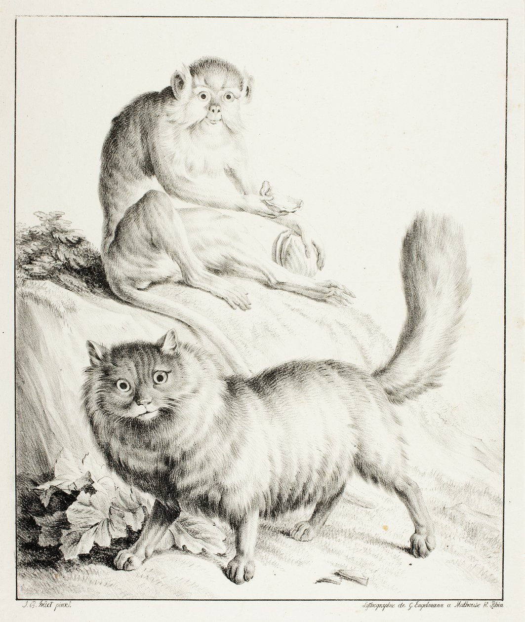 Kat og abe af Gottfried Engelmann