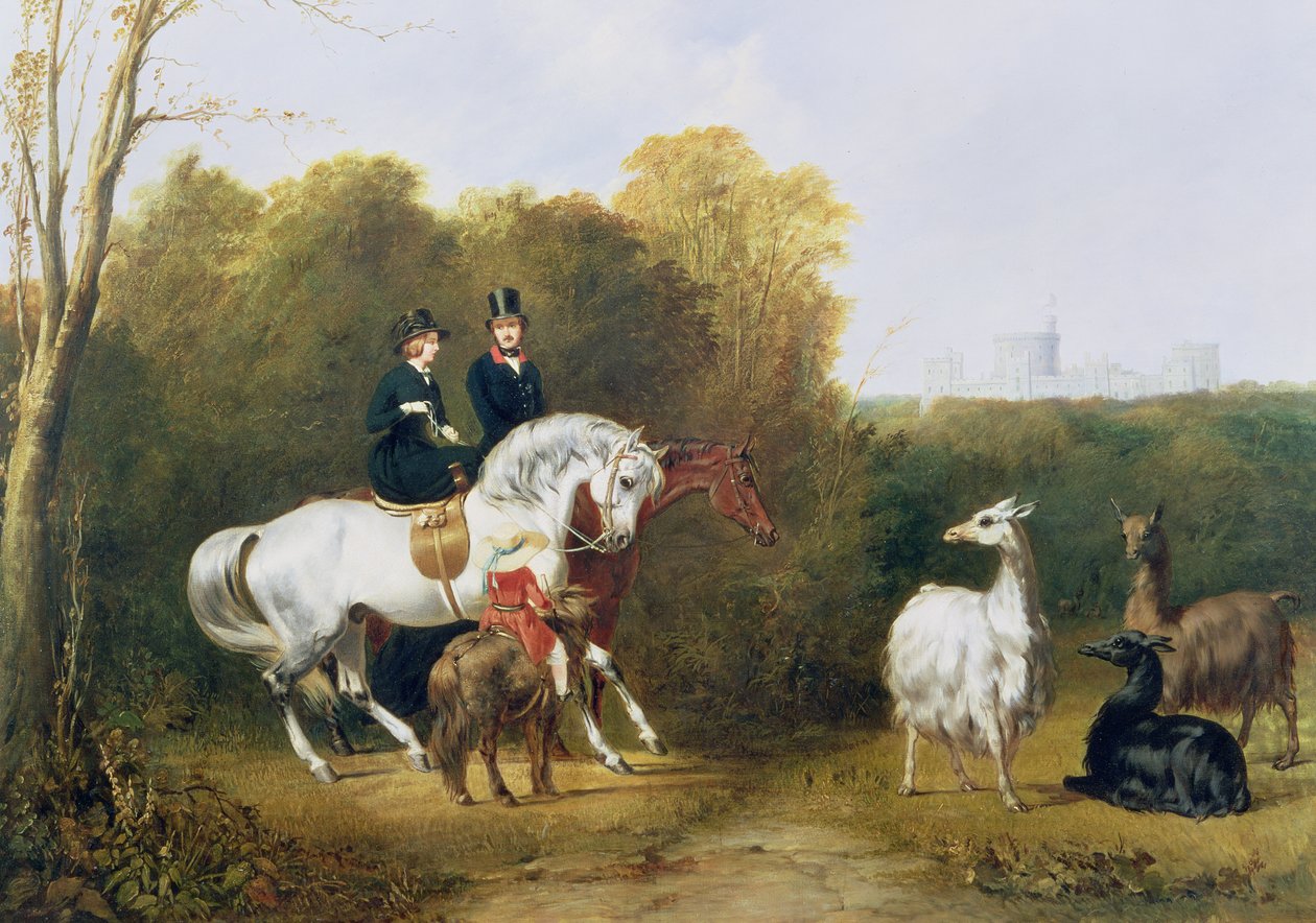 Dronning Victoria (1819-1901) og prins Albert (1819-61) ser på lamaerne i House Park, Windsor, ca. 1845 af Gourlay Steel