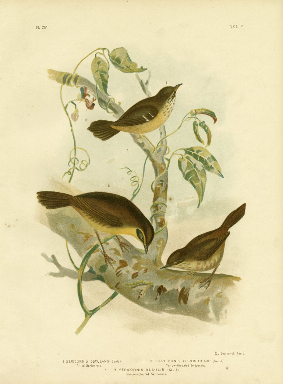 Allied Scrubwren eller White-Browed Scrubren, 1891 af Gracius Broinowski