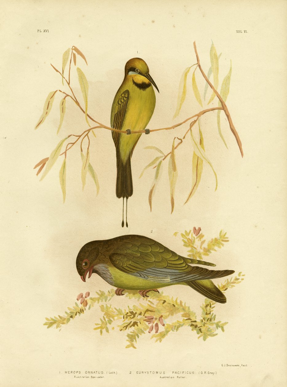 Australsk biæder eller regnbuebiæder, 1891 af Gracius Broinowski