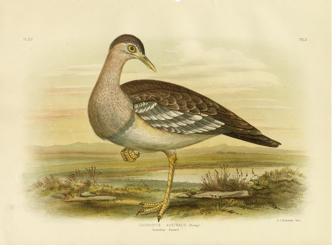 Australian Bustard Eller Bush Tyrkiet, 1891 af Gracius Broinowski
